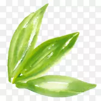 ˮ�ʻ���ɫ-ˮ����Ҷ-������