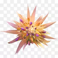 凉花-空若网 凉花-空若网