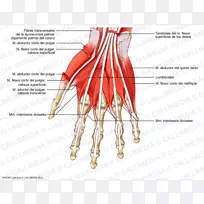 手部指肌系统-空若网 手部指肌系统-空若网