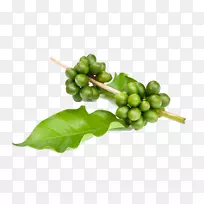 速溶咖啡,绿茶,栀子花,绿咖啡提取物,咖啡豆,儿童-空若网 速溶咖啡,绿茶,栀子花,绿咖啡提取物,咖啡豆,儿童-空若网