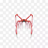 蛛形纲昆虫系-空若网 蛛形纲昆虫系-空若网
