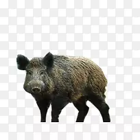 野猪、山核桃、野生动物、鼻子、食肉动物-空若网 野猪、山核桃、野生动物、鼻子、食肉动物-空若网