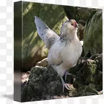 公鸡动物群喙羽毛-空若网 公鸡动物群喙羽毛-空若网