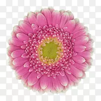 菊花切花花瓣菊花-空若网 菊花切花花瓣菊花-空若网