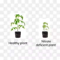 树花盆-树-空若网 树花盆-树-空若网