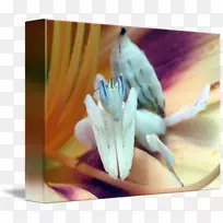 昆虫兰花螳螂-空若网 昆虫兰花螳螂-空若网