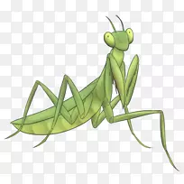蝗虫螳螂剪贴画设计-空若网 蝗虫螳螂剪贴画设计-空若网