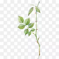 Ë®²Ê»Ãµ¹å»·ÛºìÉ«µÄÂÌҶõ¹åÒ¶-¿ÕÈôÍø Ë®²Ê»Ãµ¹å»·ÛºìÉ«µÄÂÌҶõ¹åÒ¶-¿ÕÈôÍø