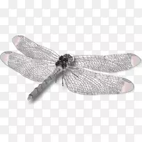 蜻蜓昆虫翅蝶-蜻蜓-空若网 蜻蜓昆虫翅蝶-蜻蜓-空若网