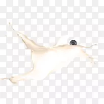 生物颈水色蓝莓-空若网 生物颈水色蓝莓-空若网