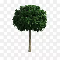 树下载计算机文件树-空若网 树下载计算机文件树-空若网