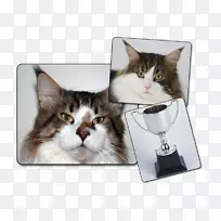 胡须猫,家用短毛猫鼻子-缅因州茧-空若网 胡须猫,家用短毛猫鼻子-缅因州茧-空若网