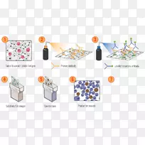 免疫组织化学抗原抗体实验室-空若网 免疫组织化学抗原抗体实验室-空若网