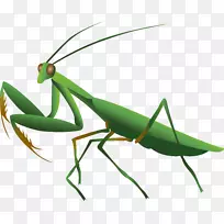 螳螂害虫植物茎夹艺术-昆虫-空若网 螳螂害虫植物茎夹艺术-昆虫-空若网