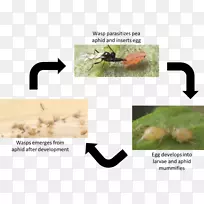 �����������-������