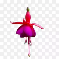 我们真心喜欢园艺-空若网 我们真心喜欢园艺-空若网