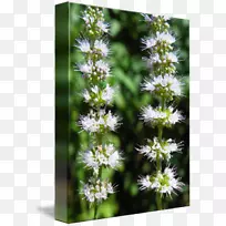 Ë®²ÝÑǹàľ޹Ò²ݻ¨±¡ºÉ-¿ÕÈôÍø Ë®²ÝÑǹàľ޹Ò²ݻ¨±¡ºÉ-¿ÕÈôÍø