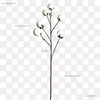 小枝植物茎开花植物-空若网 小枝植物茎开花植物-空若网