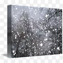 白纹树-空若网 白纹树-空若网