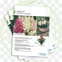 花卉设计药草设计-空若网 花卉设计药草设计-空若网