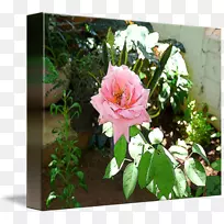 花卉设计花园粉红色m灌木-设计-空若网 花卉设计花园粉红色m灌木-设计-空若网