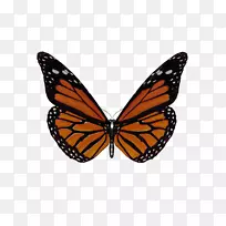 蝶蝶-空若网 蝶蝶-空若网