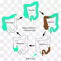 表观阑尾功能残留盲肠有益生物-空若网 表观阑尾功能残留盲肠有益生物-空若网