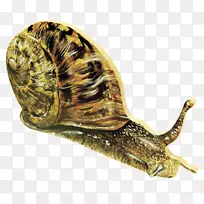 昆虫螺夹艺术.蜗牛-空若网 昆虫螺夹艺术.蜗牛-空若网