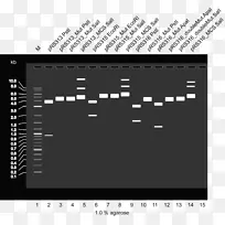 国际基因工程机器质粒限制性酶切酶琼脂糖载体-空若网 国际基因工程机器质粒限制性酶切酶琼脂糖载体-空若网