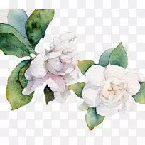 花白叶载体-白花-空若网 花白叶载体-白花-空若网