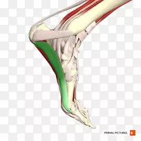 肩髋膝设计-空若网 肩髋膝设计-空若网