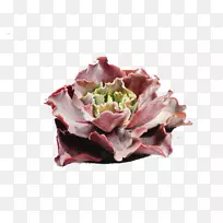 彩色铅笔画水彩画插图类卷心菜肉质-空若网 彩色铅笔画水彩画插图类卷心菜肉质-空若网