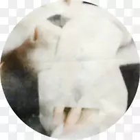 斯努特-帕特里克·哈维-空若网 斯努特-帕特里克·哈维-空若网