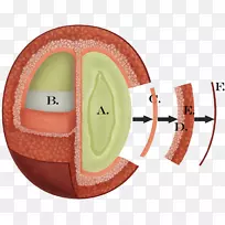 ӡ�Ἢ���ɳ������������-������