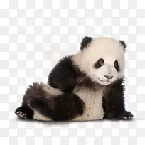 大熊猫生日蛋糕贺卡祝你生日快乐-生日-空若网 大熊猫生日蛋糕贺卡祝你生日快乐-生日-空若网