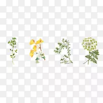 切花,植物茎,三种植物区系,雄蕊-马利诺夫斯基-空若网 切花,植物茎,三种植物区系,雄蕊-马利诺夫斯基-空若网