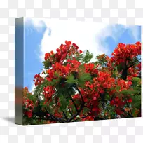 花木花圃-空若网 花木花圃-空若网