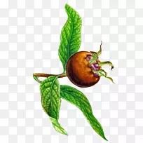 蔬菜枸杞果-空若网 蔬菜枸杞果-空若网