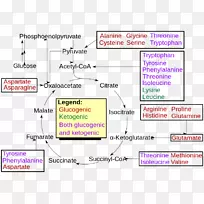 Gatz矿物糖异生游离无机化合物水-支链氨基酸-空若网 Gatz矿物糖异生游离无机化合物水-支链氨基酸-空若网