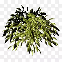 ����Ҷ-������