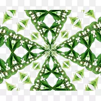 开花植物白叶-空若网 开花植物白叶-空若网