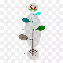 ֲ�ﾥ������Ҷ������-ֲ��-������