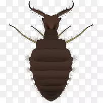 昆虫幼虫-空若网 昆虫幼虫-空若网