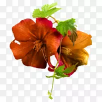 花瓣切花开花植物-空若网 花瓣切花开花植物-空若网