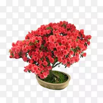 ��ֲ����ֲ�﷢�������-����-������