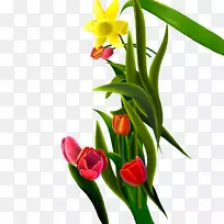 花束郁金香花束-空若网 花束郁金香花束-空若网