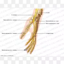 指草耳下颚神经耳-空若网 指草耳下颚神经耳-空若网