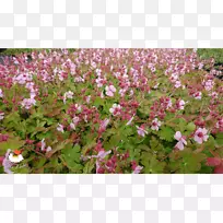 �ر���ƺ����ֲ��һ����ֲ���ľ-���ÿ�-������