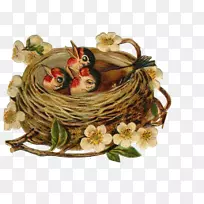 插图燕窝-空若网 插图燕窝-空若网