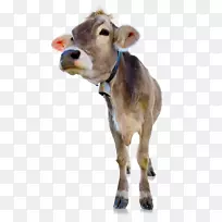 卡夫汉斯·科尔布公司公斤波纹纤维板山羊-空若网 卡夫汉斯·科尔布公司公斤波纹纤维板山羊-空若网